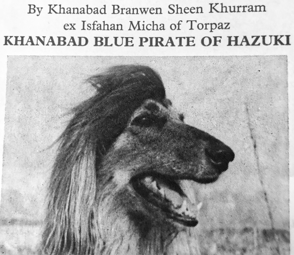 Image of Khanabad Blue Pirate Of Hazuki