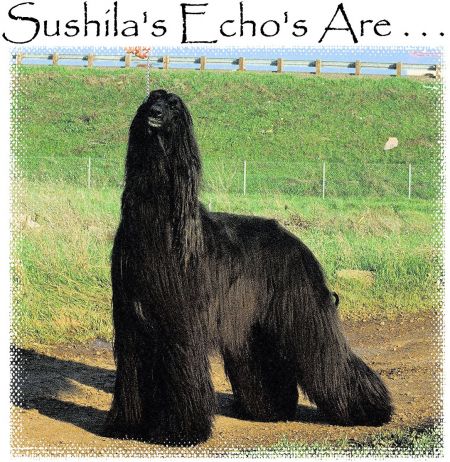 Image of Sushila's Echos Are