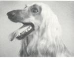 Thumbnail of Woodland Lassie