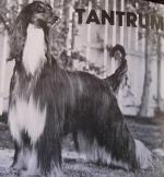 Thumbnail of Sanallah's Black N' Tantrum