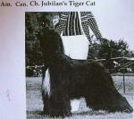 Thumbnail of Jubilan's Tiger Cat