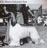 Thumbnail of Shylo Saharan Sun