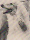 Thumbnail of Swan's Image Of Dureigh