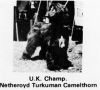 Thumbnail of Netheroyd Turkuman Camelthorn
