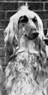 Thumbnail of Woodland Lassie