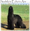 Thumbnail of Sushila's Echos Are
