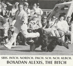 Thumbnail of Boxadan Alexis the Bitch